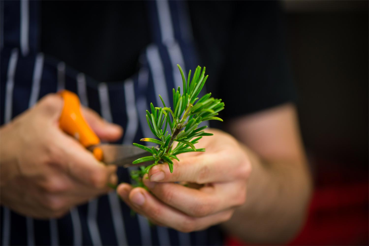 A vibrant sprig of rosemary being cut and prepared to garnish a disk at Cork’s infamous annual Long Table Dinner as part of Cork’s Midsummer Festival.